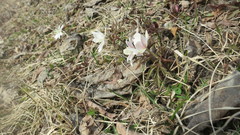 Anemonoides amurensis