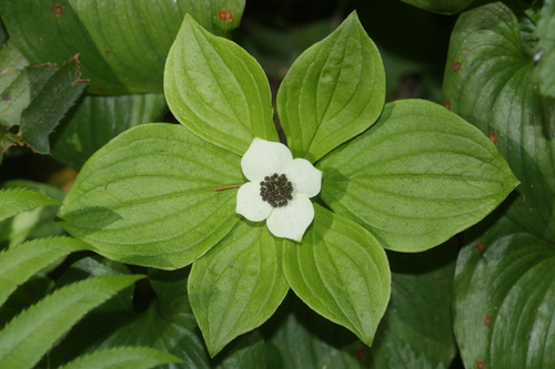 Western Bunchberry