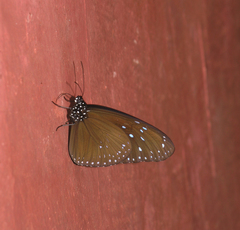 Euploea mulciber mulciber
