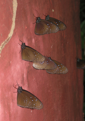 Euploea mulciber mulciber
