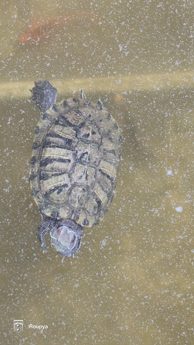 Pond Slider
