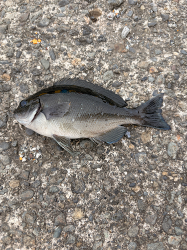 Largescale blackfish (Girella punctata) — Kyphosidae — 3