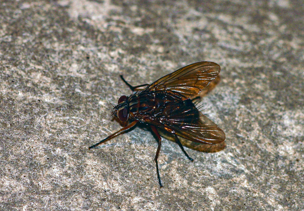 Aethiopomyia