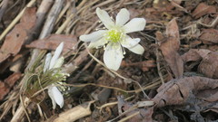 Anemonoides amurensis