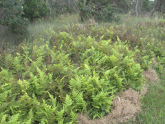 Hypolepis glandulifera