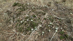 Anemonoides amurensis