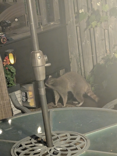 Common Raccoon