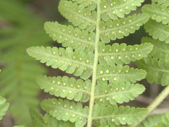 Hypolepis glandulifera