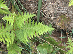 Hypolepis glandulifera