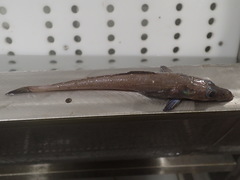 Bathydraco antarcticus