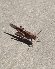 Trimerotropis pallidipennis