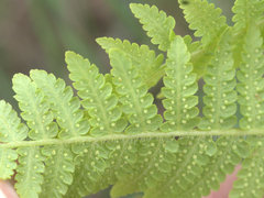 Hypolepis glandulifera