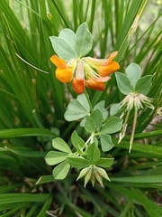 Lotus longisiliquosus
