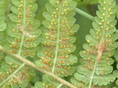 Hypolepis glandulifera