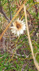 Helichrysum leucopsideum