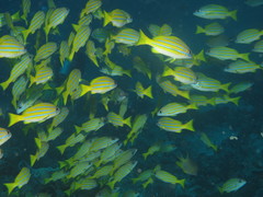 Lutjanus bengalensis