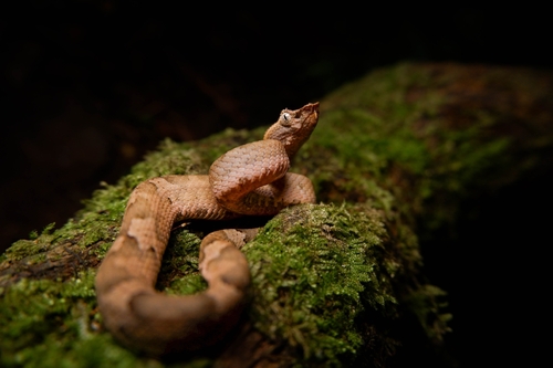 Craspedocephalus puniceus, 2026-06-12