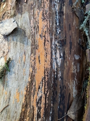 Corticium roseum
