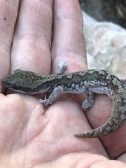 Diplodactylus calcicolus