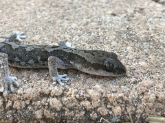 Diplodactylus calcicolus