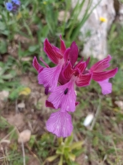 Anacamptis papilionacea grandiflora