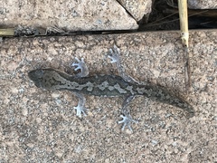 Diplodactylus calcicolus