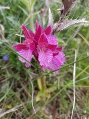Anacamptis papilionacea grandiflora