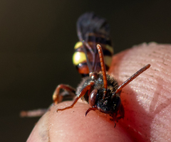 Nomada leucophthalma