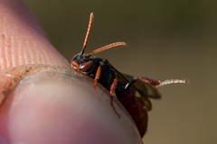 Nomada ferruginata