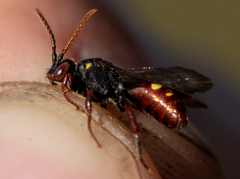 Nomada ferruginata