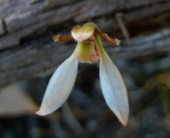 Eriochilus collinus