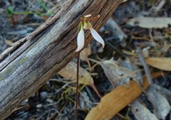 Eriochilus collinus
