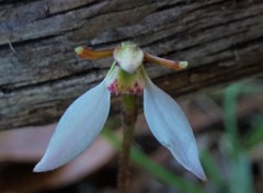 Eriochilus collinus