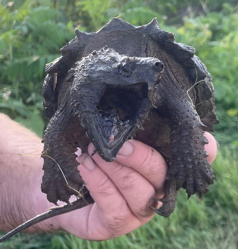 Alligator Snapping Turtle observed by mulberry_lover