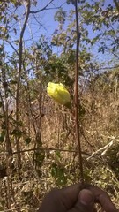 Azanza lampas