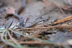 Nuevo Leon Graceful Brown Snake photo 2