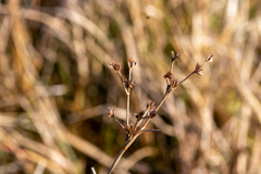 Juncus subnodulosus