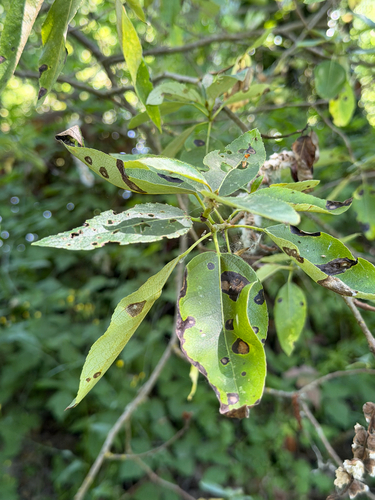 Taphrina populi-salicis