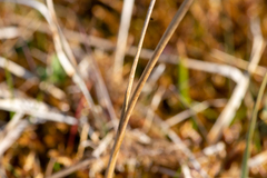 Juncus subnodulosus