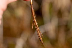 Juncus subnodulosus