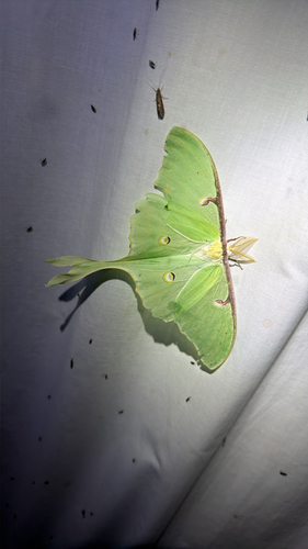North American Luna Moth, photographed at Kingfisher Hollow