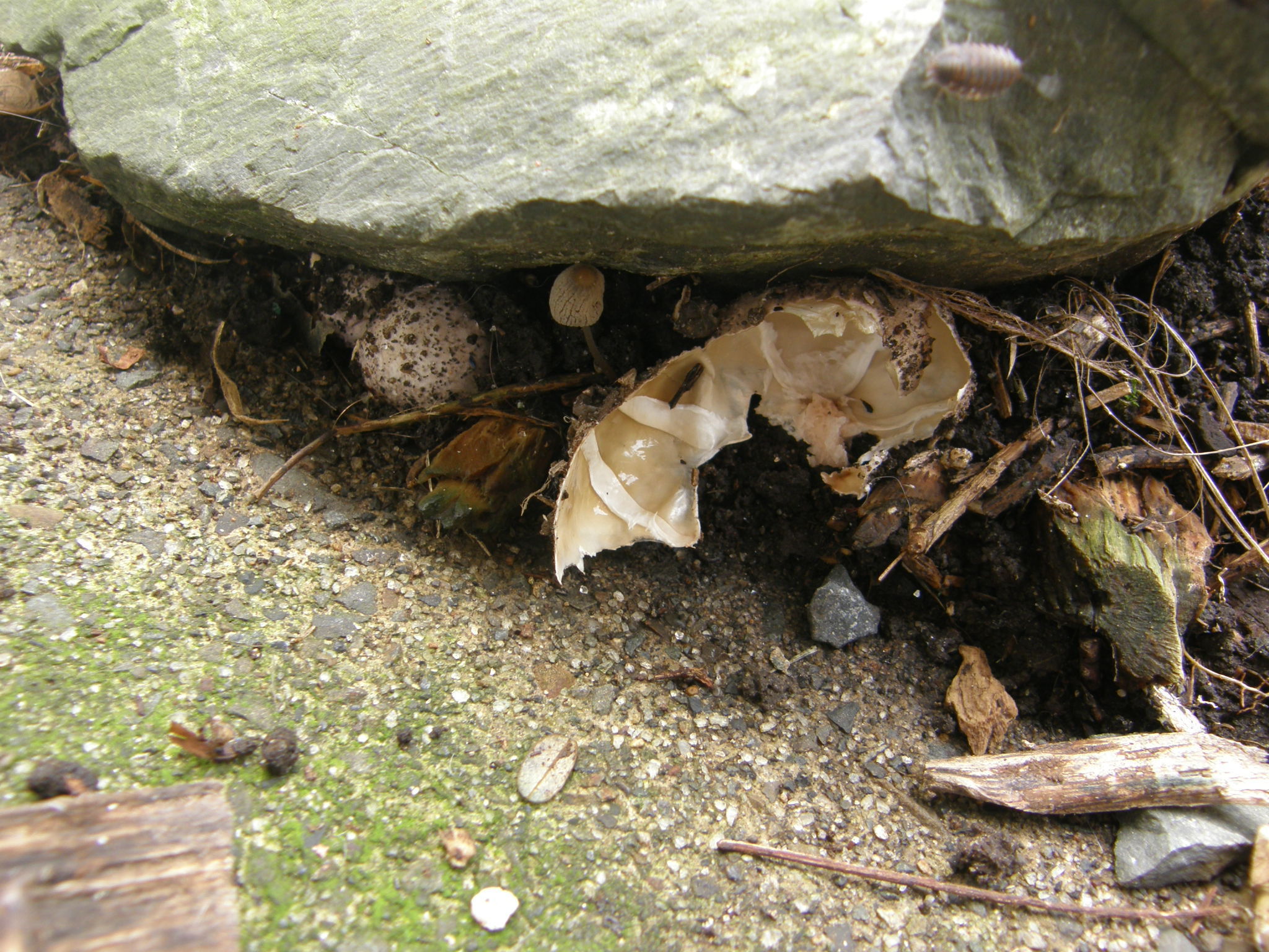 Clathrus archeri image