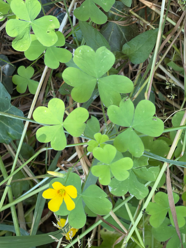 Oxalis suksdorfii