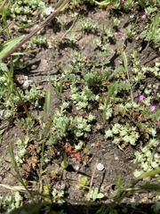 Psilocarphus tenellus