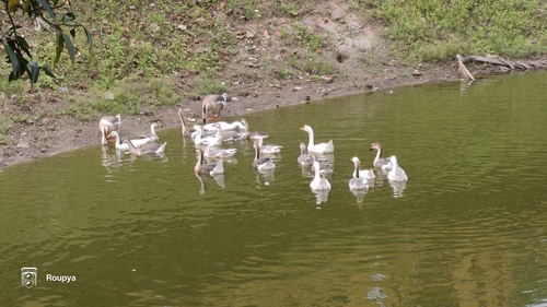 Swan Goose