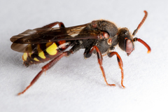 Nomada leucophthalma
