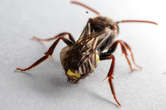 Nomada leucophthalma