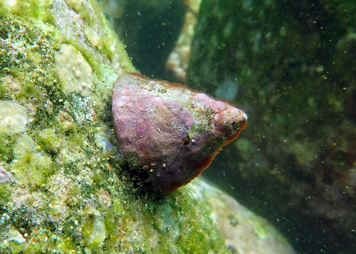 Astralium tentoriiforme (Jonas, 1845)