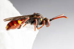 Nomada ferruginata