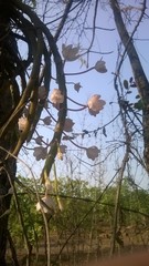 Dendrobium crepidatum